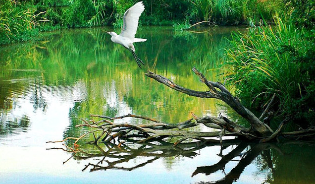 杭州杭州西溪湿地公园预订