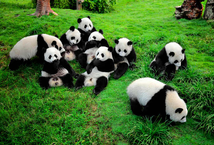 成都成都成都大熊猫繁育研究基地预订